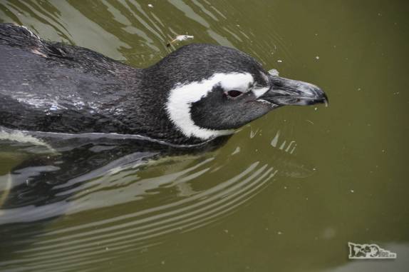 Matando a saudade de pinguins no Museu Oceanográfico de Rio Grande, no sul do Rio Grande do Sul
